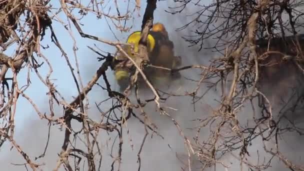 消防队员用斧头在有关的屋顶上通风 — 图库视频影像