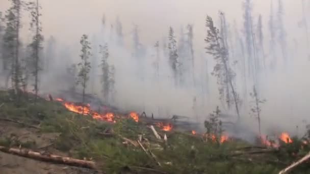 Árvores Queimando Grande Incêndio Florestal Com Fumaça Pesada — Vídeo de Stock