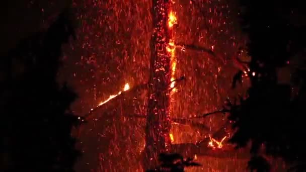 Arbre Impliqué Dans Feu Nuit Avec Des Flammes Des Étincelles — Video