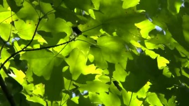 Parlak yeşil şeker akçaağaç yaprakları (Acer Saccharum) rüzgarda yavaşça hareket eder.