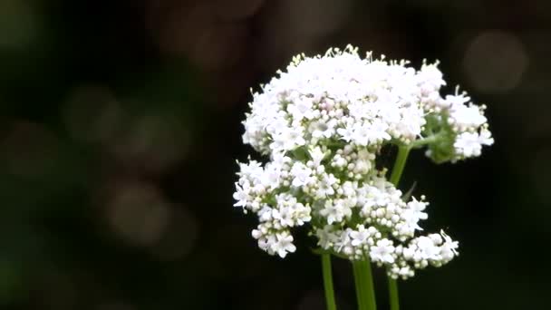 Common Yarrow Achillea Millefolium Flor Blanca Con Fondo Bokeh Oscuro — Vídeos de Stock