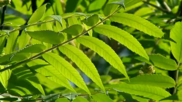淡绿色叶子 背景为蓝天斑斑 — 图库视频影像
