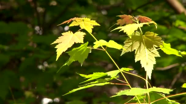 Feuille Érable Rouge Verte Acer Rubrum Soleil Avec Fond Forêt — Video