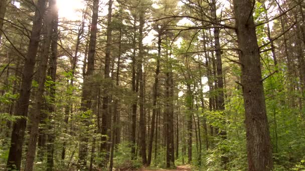 Çam Ağacının Sağına Dön Ormanı Güneşli Bir Şekilde Terk — Stok video