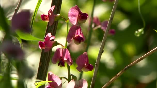 Vaste Plant Erwt Lathyrus Latifolius Mooie Roze Bloem Zon Met — Stockvideo