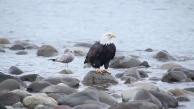 İsyancılar onlara bağırırken çevik kuvvet geri çekiliyor.