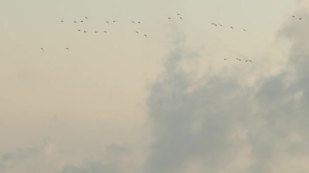 Verschiedene Vögel Fliegen Mit Schornstein Den Himmel — Stockvideo