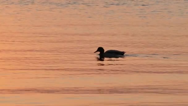 Duck Swimming Floating Water Sunset — Stock Video
