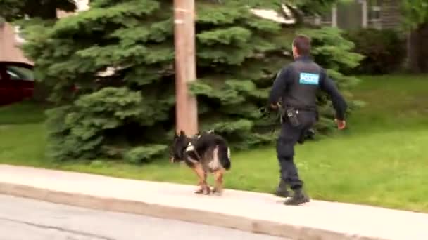 Cane Poliziotto Ufficiale Canino Esecuzione Strada Quartiere Tranquillo — Video Stock