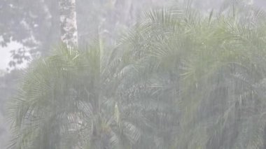 Palmiyeler ve ormanlarla egzotik düzende sağanak yağmur
