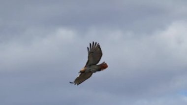 Kızıl Kuyruklu Şahin bulutlarla daireler çiziyor.