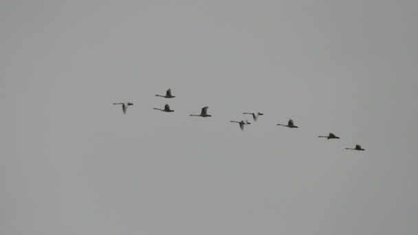 トランペッターの白鳥のグループが並んで飛んで — ストック動画