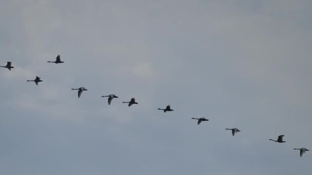 Gran Grupo Cisnes Volando Juntos — Vídeos de Stock