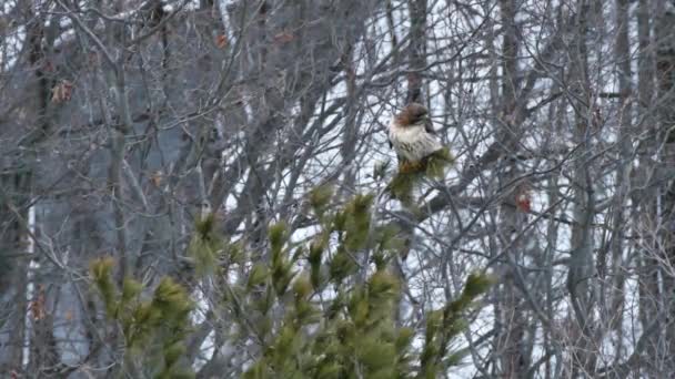 Hawk Empoleirado Árvore Decolando Inverno — Vídeo de Stock