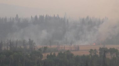 Kanada, Britanya-Kolombiya 'da yaz aylarında çıkan orman yangınından sonraki kargaşa sahnesi