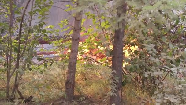 Flammor Brinner Nära Skogsmarken Vid Skogsbränder British Columbia — Stockvideo