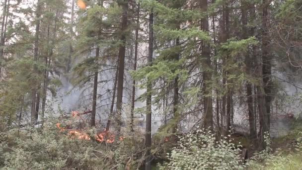 Escena Estable Reminiscencia Incendio Forestal Ardiendo Nivel Del Suelo — Vídeos de Stock