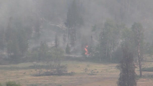 Árbol Poniéndose Día Fuego Rodeado Múltiples Otros Árboles Muertos Bosque — Vídeos de Stock