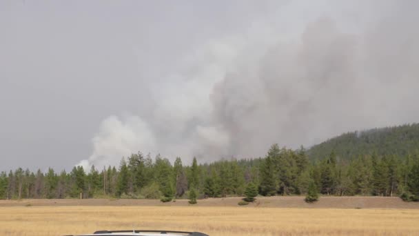 Enge Grijze Rook Stijgt Uit Een Bos Tijdens Een Natuurbrand — Stockvideo