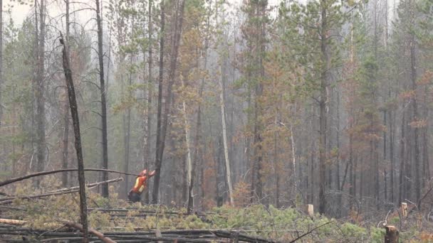 Amplia Vista Leñador Extinción Incendios Cortando Árbol Después Incendio Forestal — Vídeos de Stock