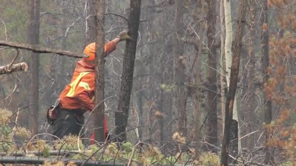 Pine Tree Falling Worker Cut Devastation Wildfire — Stock video