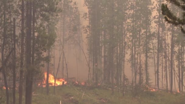 Fogo Queimando Nível Solo Floresta Canadense Com Fumaça Cinza Densa — Vídeo de Stock