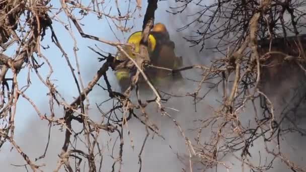 Bombeiro Usando Machado Para Ventilação Telhado Envolvido — Vídeo de Stock