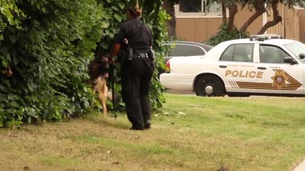 Собака Офіцером Жінкою Активно Шукають — стокове відео