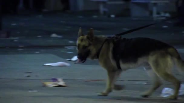 Αστυνομικός Σκύλος Περπατά Στην Οδό Γκράνβιλ Μετά Τις Ταραχές Του — Αρχείο Βίντεο