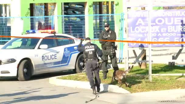 Полицейская Собака Вынюхивает Землю Солнечным Утром Монреале Квебек — стоковое видео