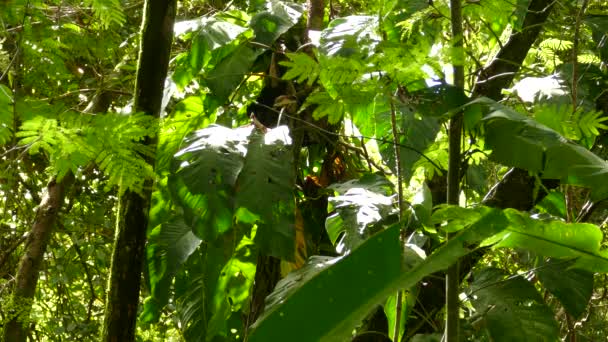 Escena Selva Centroamericana Con Rufo Espalda Wren Estiramiento Ella — Vídeos de Stock