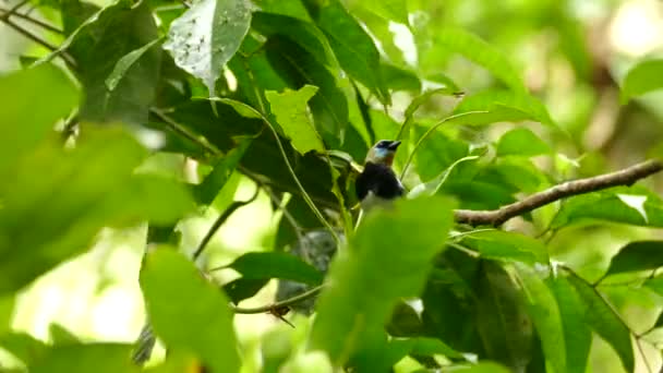 Золотая Танагра Капюшоном Яркими Красками Тропическом Лесу — стоковое видео
