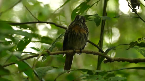 Белоспинная Пушистая Птица Естественной Среде Обитания Центральной Америке — стоковое видео