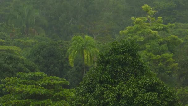 Belle forêt tropicale luxuriante sur une pluie de milieu d'après-midi en Amérique centrale 