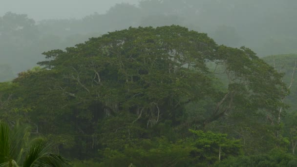 Erős eső megkönnyebbülés egy szomjas óriás trópusi fa Costa Rica