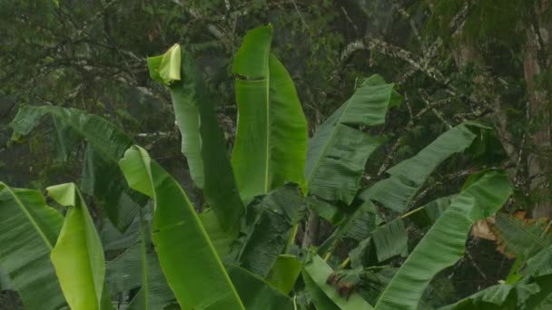 Large Lush Leaves Jungle Wet Damped Constant Rain — Stock Video