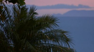 Geceleri palmiye ağacının son pembe gölgesi bulutlara bakıyor.