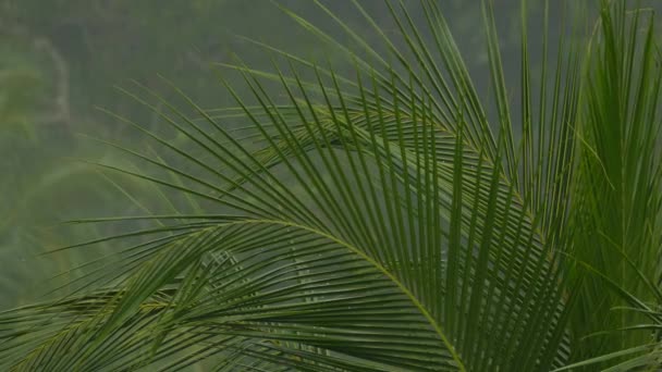 Palmera Foco Con Fondo Borroso Lluvias Tropicales Curso — Vídeos de Stock