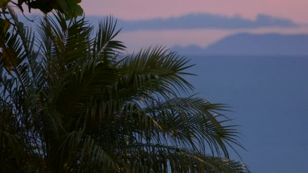 Palmboom Nachts Met Laatste Roze Schaduw Van Zonsondergang Gezien Wolken — Stockvideo