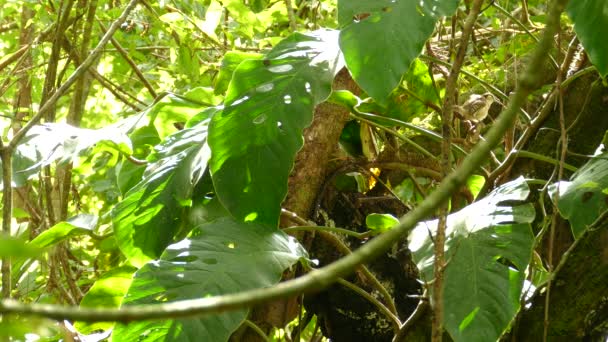 Costa Rica Frodig Tropisk Djungel Solig Dag Med Rufsig Backas — Stockvideo