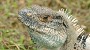 İguana 'nın yüzüne aşırı yakın çekim. Arkaya doğru ani bir hamle yapıyor.