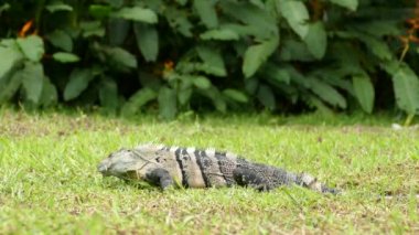 Yerde iguana ve yeşil yapraklı egzotik tropikal bahçe