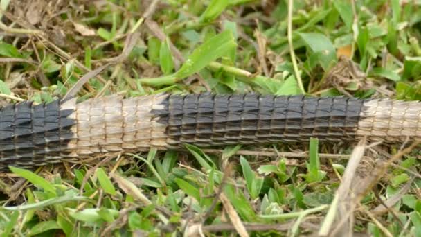 Tropikal Bir Ülkede Kuyruktan Başa Doğru Başlayan Iguana Yakından Bak — Stok video