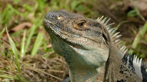 Närbild Makro Grov Ansikte Leguan Med Fjäll Och Gäddor — Stockvideo