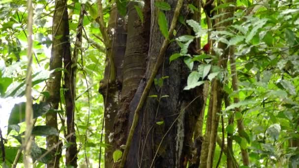 Δύο Ανοιχτόχρωμοι Τρυποκάρυδοι Στην Πλευρά Του Δέντρου Στο Καταπράσινο Δάσος — Αρχείο Βίντεο