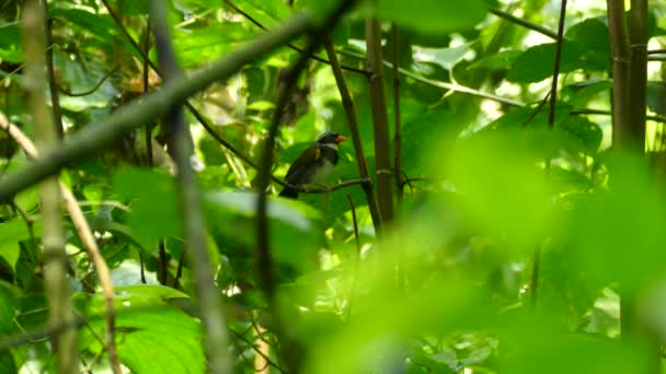 Bruant Bec Orange Oiseau Tropical Dans Forêt Tropicale Verte Costa — Video