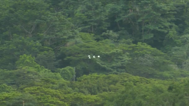 Beyaz Balıkçıl Sığır Balıkçıl Kuşları Sık Orman Arka Planında Uçuyorlar — Stok video