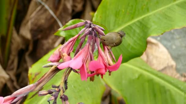 Tiny Quick Bird Opens Mouth Uses Tongue Feed Pink Bright — Stock Video