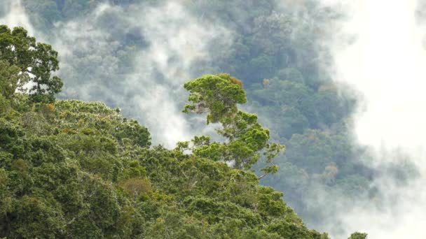 Paysage tropical exotique avec un seul arbre regardant hors de la forêt tropicale 