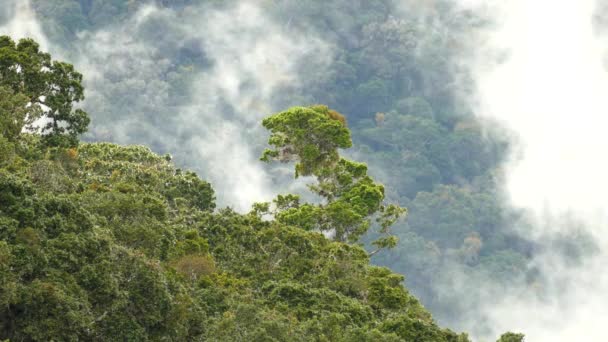 Paysage Tropical Exotique Avec Seul Arbre Regardant Hors Forêt Tropicale — Video